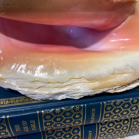 Large Natural Pink Conch Shell Seashell - Picture 2 of 8